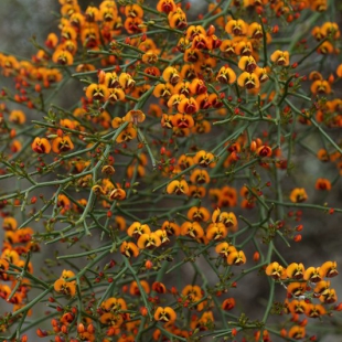 Daviesia divaricata